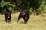 BEAUCERON 722